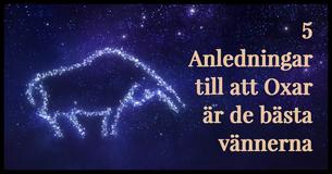 5 Anledningar Till Att Oxen Är Den Bästa Vännen 5 Anledningar Till Att Oxen Är Den Bästa Vännen