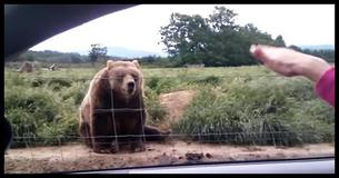 Esta mulher acena para um urso, e ele responde de maneira única e divertida Esta mulher acena para um urso, e ele responde de maneira única e divertida