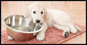 Dogs Use 19 Signals To Let Us Know What They Need Dogs Use 19 Signals To Let Us Know What They Need