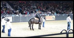 Horse Hears His Favorite Song Come On And Nods At Owner-Leaves Audience Awestruck Horse Hears His Favorite Song Come On And Nods At Owner-Leaves Audience Awestruck