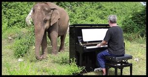 Man Plays Piano For Blind Elephant - Your Jaw Will Drop When You See What She Does Next Man Plays Piano For Blind Elephant - Your Jaw Will Drop When You See What She Does Next