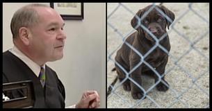 Este juiz esperto vira o jogo contra agressores de animais e faz com que experimentem do próprio veneno Este juiz esperto vira o jogo contra agressores de animais e faz com que experimentem do próprio veneno