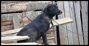 One State At A Time: New Animal Cruelty Laws Are Protecting Dogs From The Summer Heat One State At A Time: New Animal Cruelty Laws Are Protecting Dogs From The Summer Heat