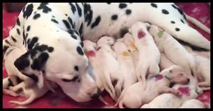 As Soon As This Dalmation Gave Birth, The Vet Realized He'd Made A Huge Mistake As Soon As This Dalmation Gave Birth, The Vet Realized He'd Made A Huge Mistake