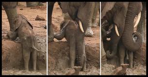 A Whole Herd Of Elephants Bands Together To Help A Baby Elephant Trapped In A Pit A Whole Herd Of Elephants Bands Together To Help A Baby Elephant Trapped In A Pit