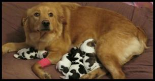 Rescued Golden Retriever Gives Birth But Her 'Cow Babies' Have Everyone Scratching Their Heads Rescued Golden Retriever Gives Birth But Her 'Cow Babies' Have Everyone Scratching Their Heads