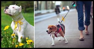 If You See A Yellow Ribbon Tied To A Dog’s Leash, Here’s What You Need To Do If You See A Yellow Ribbon Tied To A Dog’s Leash, Here’s What You Need To Do