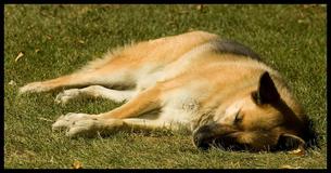 Depois que cão saudável morre em um passeio rotineiro, seu dono começa a alertar outras pessoas Depois que cão saudável morre em um passeio rotineiro, seu dono começa a alertar outras pessoas
