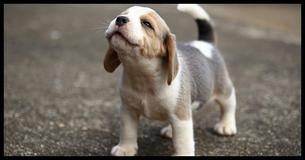 Cães Conseguem Identificar Pessoas Ruins, A Ciência Afirma Cães Conseguem Identificar Pessoas Ruins, A Ciência Afirma