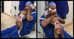 Severely Burned Dog Has An Emotional Reunion With The Vet Who Treated Him Severely Burned Dog Has An Emotional Reunion With The Vet Who Treated Him