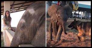 After His Herd Abandoned Him, This Baby Elephant Was Living A Lonely Life Until He Met An 'Unlikely' Friend After His Herd Abandoned Him, This Baby Elephant Was Living A Lonely Life Until He Met An 'Unlikely' Friend