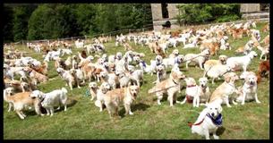 Over 300 Golden Retrievers Met In Scotland For The Breed's 150th Anniversary Bash Over 300 Golden Retrievers Met In Scotland For The Breed's 150th Anniversary Bash