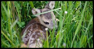 Fawn Rescued From A Ferocious Wildfire Thanks His Rescuer With A Sloppy Wet Kiss Fawn Rescued From A Ferocious Wildfire Thanks His Rescuer With A Sloppy Wet Kiss