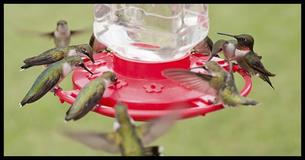 Everything You Need To Fill Your Yard With Gorgeous Hummingbirds Everything You Need To Fill Your Yard With Gorgeous Hummingbirds