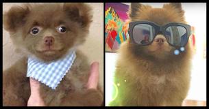 Baby Pomeranian Abandoned By Breeder Who Thinks He Is 'Too Big To Sell' Baby Pomeranian Abandoned By Breeder Who Thinks He Is 'Too Big To Sell'