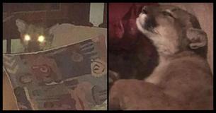 This Oregon Woman Looked Behind Her Sofa - And Saw A Mountain Lion This Oregon Woman Looked Behind Her Sofa - And Saw A Mountain Lion
