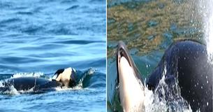 Photos Of Mama Whale In Mourning As She Carries Calf's Body Around For 7 Days Is Unbearable To See Photos Of Mama Whale In Mourning As She Carries Calf's Body Around For 7 Days Is Unbearable To See