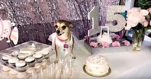 This Woman Threw A Quinceñera For Her Dog And Everyone Else Should Do It Now Too This Woman Threw A Quinceñera For Her Dog And Everyone Else Should Do It Now Too