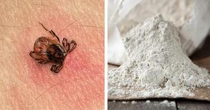 7 Natural Ways To Make Ticks Stay Out Of Your Yard In Summer 7 Natural Ways To Make Ticks Stay Out Of Your Yard In Summer