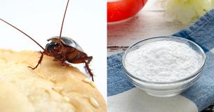 6 Easy Ways To Get Rid Of Cockroaches From Your Home 6 Easy Ways To Get Rid Of Cockroaches From Your Home