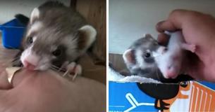 New Ferret Mom Shows Her Owner Her Newborn Babies In Adorable Video New Ferret Mom Shows Her Owner Her Newborn Babies In Adorable Video