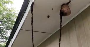 Video Of Ants Building Insect Bridge To Fight Wasp's Nest Goes Viral - And It's Frightening Video Of Ants Building Insect Bridge To Fight Wasp's Nest Goes Viral - And It's Frightening