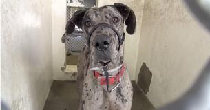 Adorable Great Dane Pup Cruelly Surrendered To Kill Shelter; Cries Himself To Sleep Adorable Great Dane Pup Cruelly Surrendered To Kill Shelter; Cries Himself To Sleep