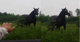 Woman Stops Next To Horse And His Ears Perk Up The Moment He Hears A Song They Play Woman Stops Next To Horse And His Ears Perk Up The Moment He Hears A Song They Play