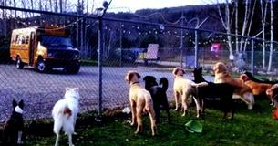 Viral Video Shows Dogs Lining Up At Fence In A Move That Is Melting The Internet’s Heart Viral Video Shows Dogs Lining Up At Fence In A Move That Is Melting The Internet’s Heart