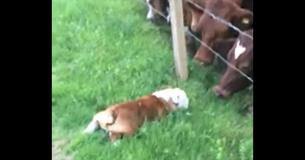 Bulldog Makes Friends With An Unusual Group - A Herd Of Baby Cows! Bulldog Makes Friends With An Unusual Group - A Herd Of Baby Cows!