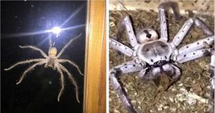 Australia’s Biggest Spider Lurking Out Of The Window Terrifies A Houseowner In Sydney Australia’s Biggest Spider Lurking Out Of The Window Terrifies A Houseowner In Sydney