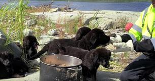 7 Newfoundland Puppies Were Discovered Living Alone On A Desolate Island In Canada 7 Newfoundland Puppies Were Discovered Living Alone On A Desolate Island In Canada