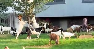 Swarm Of Goats Got Loose And Stormed An Unsuspecting Neighborhood Swarm Of Goats Got Loose And Stormed An Unsuspecting Neighborhood