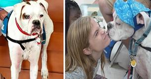 Deaf Therapy Dog Helps Little Girl Testify Against Her Abuser Deaf Therapy Dog Helps Little Girl Testify Against Her Abuser