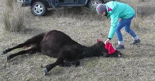 This Vet Got An Amazing Thank You After Freeing A Horse Caught In Chains This Vet Got An Amazing Thank You After Freeing A Horse Caught In Chains