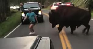 Man Goes To Jail For Fighting A Bison At Yellowstone National Man Goes To Jail For Fighting A Bison At Yellowstone National