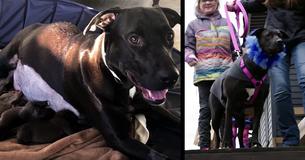 Owners Adopt Out Dog's 12 Puppies - Months Later, She Looks In The Yard To See An Amazing Surprise Owners Adopt Out Dog's 12 Puppies - Months Later, She Looks In The Yard To See An Amazing Surprise