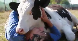 Are you stressed out? Cow cuddling Is The Latest Wellness Trend That Is Helping People Relax Are you stressed out? Cow cuddling Is The Latest Wellness Trend That Is Helping People Relax