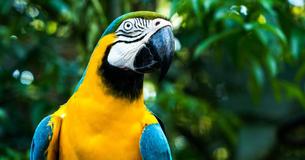 Foul-Mouthed Parrot Cusses Out Fire Brigade After Getting Stuck On A Roof Foul-Mouthed Parrot Cusses Out Fire Brigade After Getting Stuck On A Roof