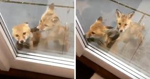Two Baby Foxes Hoped To Come Inside The House Two Baby Foxes Hoped To Come Inside The House