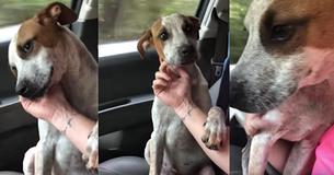 Kind Woman Rescues Chained Up Dog, Then He Thanks Her In The Sweetest Way Possible Kind Woman Rescues Chained Up Dog, Then He Thanks Her In The Sweetest Way Possible