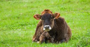 After Mother Cow Collapses In Sadness To Her Stillborn Calf, He Remains By Her Side To Comfort After Mother Cow Collapses In Sadness To Her Stillborn Calf, He Remains By Her Side To Comfort