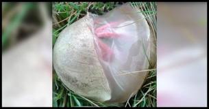 Die Frau findet ein mysteriöses Ei in ihrem Garten, aber da war kein Vogel drin. Die Frau findet ein mysteriöses Ei in ihrem Garten, aber da war kein Vogel drin.