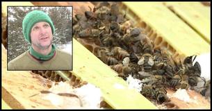 Niños de 12 y 13 años enfrentan una pena de diez años en prisión luego de matar a medio millón de abejas Niños de 12 y 13 años enfrentan una pena de diez años en prisión luego de matar a medio millón de abejas