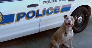 Local Cops Find Cheaper K9s By Adopting Pit Bulls From The Animal Shelter Local Cops Find Cheaper K9s By Adopting Pit Bulls From The Animal Shelter