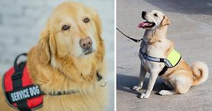 This Is What To Do If A Service Dog Approaches You Without Their Owner This Is What To Do If A Service Dog Approaches You Without Their Owner