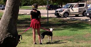 Girl Walks 2 Sad Dogs In Park And Sees Man In White Get Out Of Car And Knows He's Their Real Owner Girl Walks 2 Sad Dogs In Park And Sees Man In White Get Out Of Car And Knows He's Their Real Owner