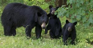 Father And Son Charged With Killing Mother Bear And Young Cubs Father And Son Charged With Killing Mother Bear And Young Cubs