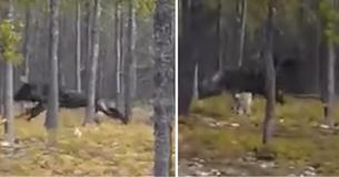 Man Captures Terrifying Footage Of Gigantic 7-Foot Wolf Chasing His Dog Man Captures Terrifying Footage Of Gigantic 7-Foot Wolf Chasing His Dog