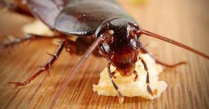 10 Proven Ways To Keep Cockroaches Out Of Your Home 10 Proven Ways To Keep Cockroaches Out Of Your Home